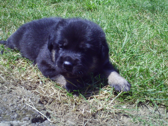 Supersüße Labrador-Bordercollimixwelpen - Tiere - Seck