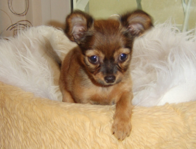 2 süße Toy-Terrier-Mädchen zu verkaufen!!! - Tiere - Neustadt in Sachsen