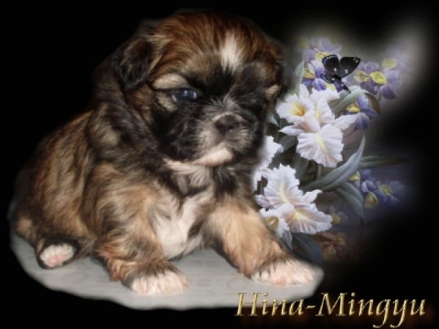 Shih-Tzu Welpen - Tiere - Busenwurth