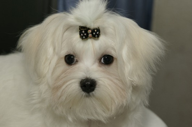 Zauberhafte Mini-Malteserbabys - Tiere - bremen
