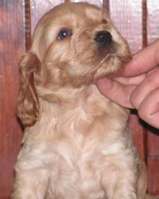 Zuckersüsse Cockerspanielwelpen 8 Wo  jung in beste Hände - Tiere - Berlin