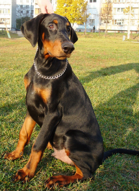 Doberman 4.5 monate  - Tiere - Frankfurt On Main