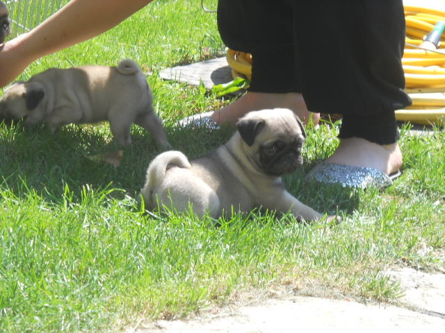 Mops Welpen, gechipt, geimpft usw.  - Tiere - Hannover