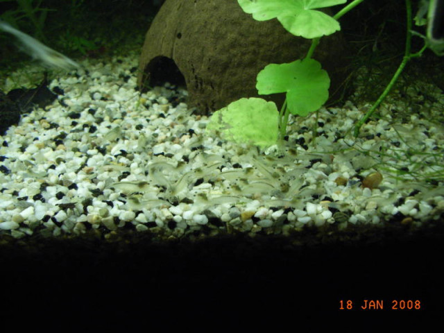 White Pearl Garnelen - Tiere - Filsum