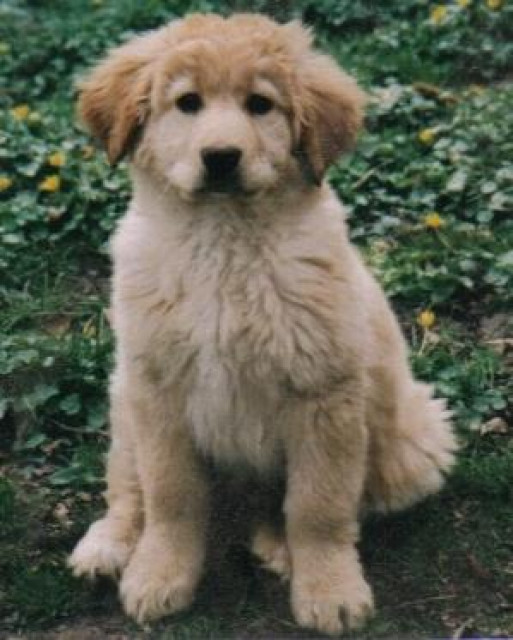 Hovawart-Weplen Gold Bärchen - Tiere - Bunde