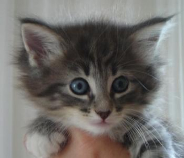 Suche Katzenbaby - Tiere - salzgitter