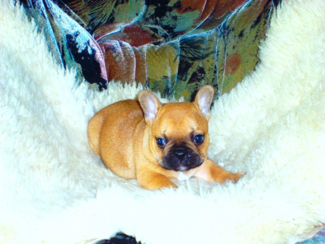 Süsse Französischbulldogwelpen mit Ahnentafel! - Tiere - Dresden