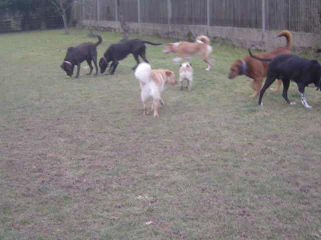 Hundepension - Tiere - Kastl