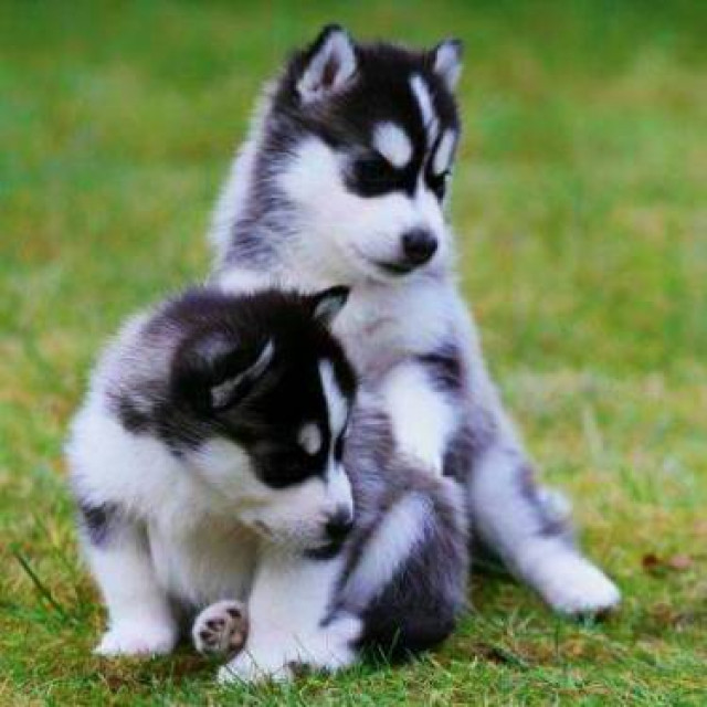 Süße Siberian Husky Welpen - Tiere - Augsburg, Bayern
