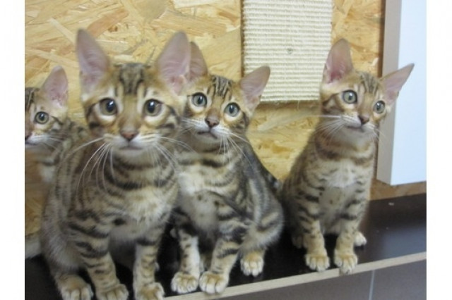 Bengalkatze, Kitten, weiblich und männliche mit Papiere abzugeben - Tiere - Frankfurt