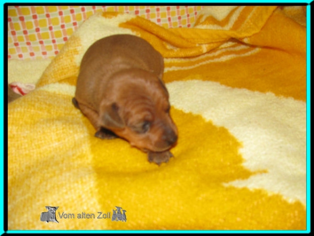 Zwergpinscher Rüde - Tiere - Frielendorf