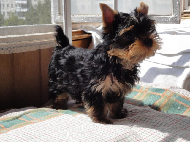 Männliche und weibliche Yorkshire Terrier Welpen zu verkaufen - Tiere - Hanburg