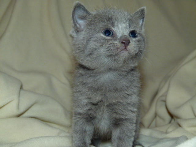 4 wunderschöne bkh Kitten - Tiere - Neu-Ulm