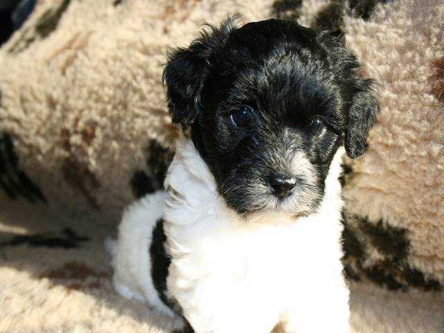 Bolonka Zwetna - Tiere - Mühlhausen