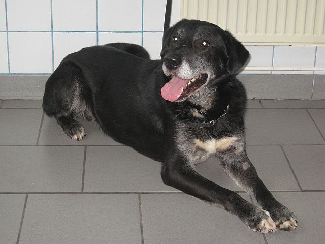H I L F E, ich werde getötet wenn mich keiner adoptiert - Tiere - Aachen