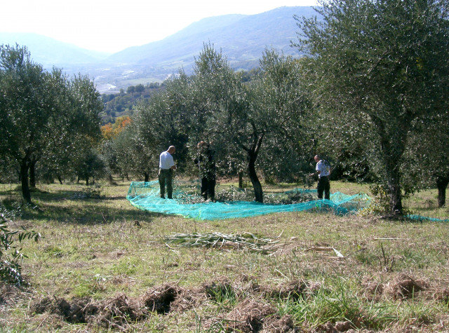 Olivenhain mit 220 Bäumen und 13010 qm Grund bei Pescara ital. Adria - Immobilien - Vasto