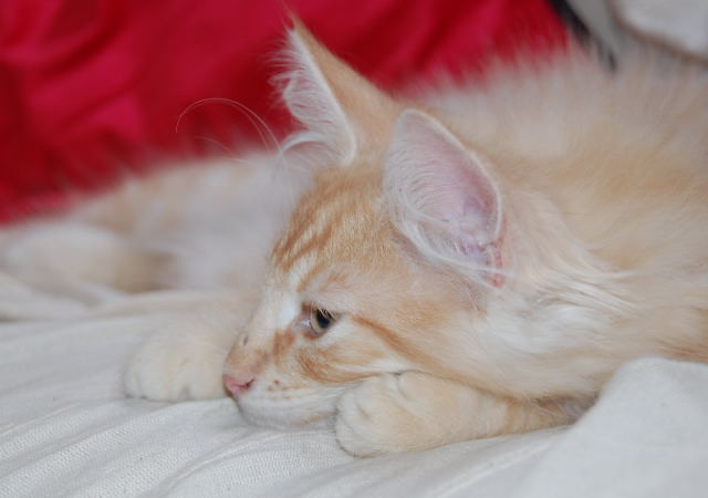 Typvolles verschmußtes Norwegisches Waldkaterchen mit Papiere, - Tiere - Wetter