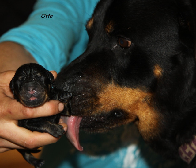 Juchuuuu unsere Kinder der Liebe sind da !!! *Rottweilerbabys* - Tiere - emmerthal