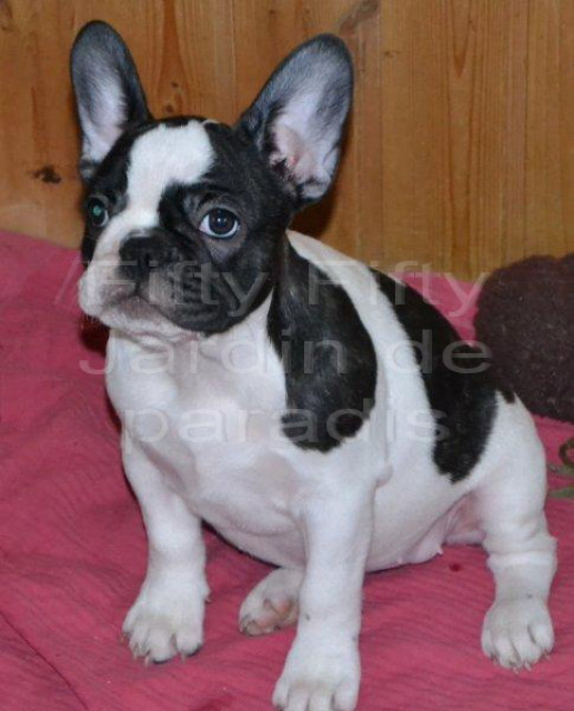 Zwei gesunde Französische Bulldoggen Mädchen mit Pap. - Tiere - frankfurt