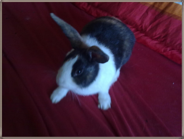 Holländer-Kaninchen abzugeben - Tiere - aichach