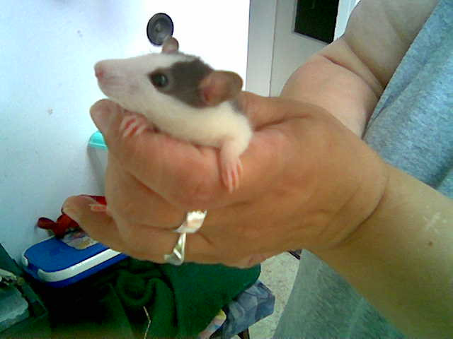 5 junge Rattenböckchen abzugeben - Tiere - Rinteln