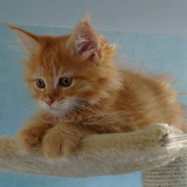 Maine Coon Babys - Tiere - Nienburg