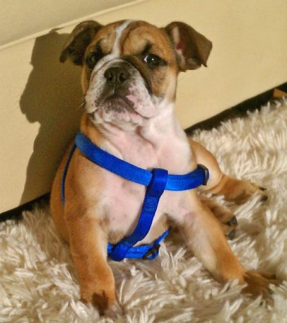 Wunderschöne Englisch Bulldogge Welpen - Tiere - frankfurt