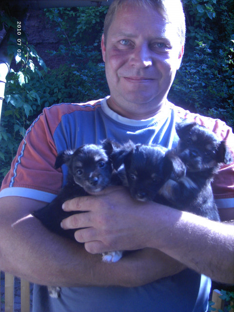 VERKAUFE 3 KLEINE SÜSSE LANGHAAR CHIHUAHUA - Tiere - werdau