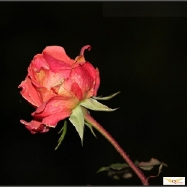 *NEU* Frigga bei Querubin...15 min Gratisgespräch nutzen!!! - Dienstleistungen Business Gewerbe - Mönchengladbach