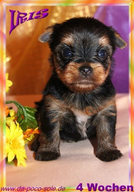 Yorkshire Terrier Welpen zu verkaufen - Tiere - Fürth
