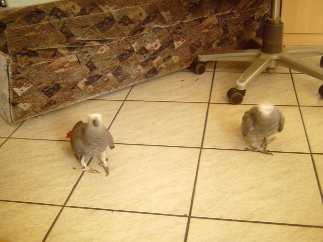 Harmoniesierendes Graupapageienpaar - Tiere - Schortens