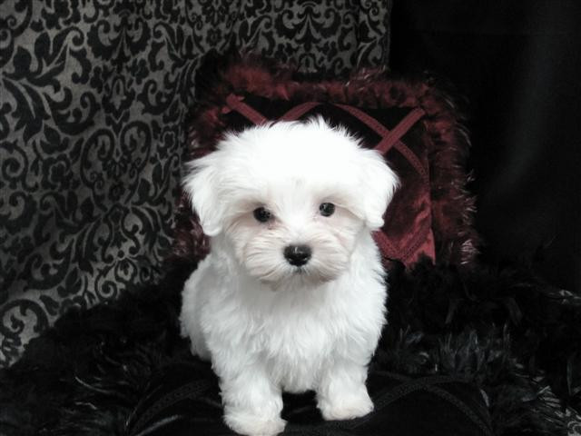  sehr schön Malteser-Baby mit Puppengesicht. - Tiere - Hamburg