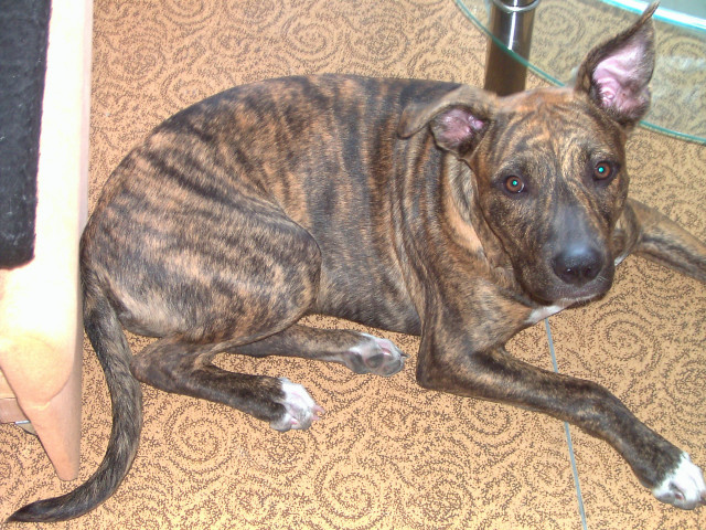 Hündin Kira - Tiere - berlin