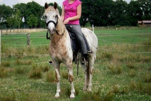 Netter Knabstrupperwallach sucht Reitbeteiligung!! - Tiere - Tangstedt