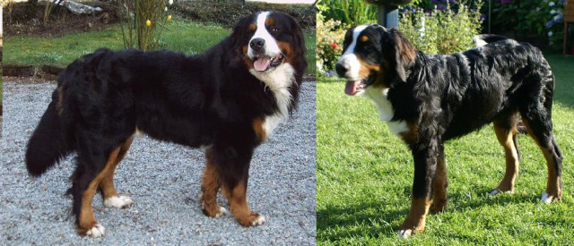 Berner Sennenhund Welpe mit Papiere Wurfankündigung  - Tiere - Monheim am Rhein