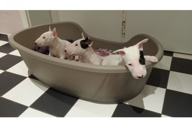 Miniature Bullterrier welpen - Tiere - Hessen