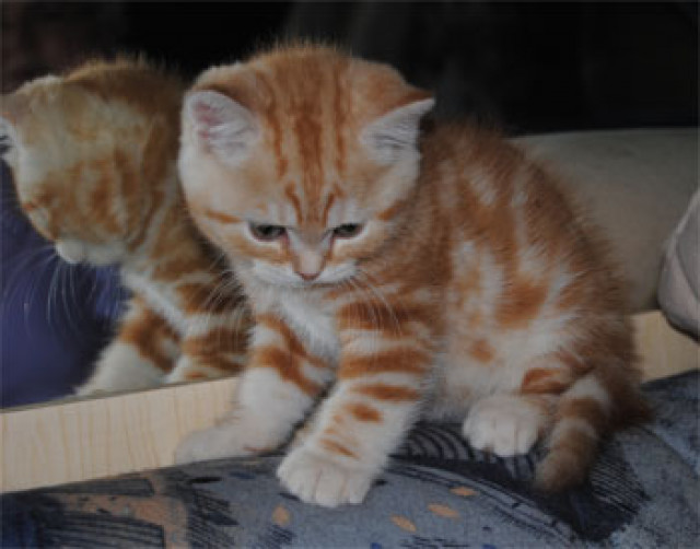 BKH in black silver classic tabby und red classic tabby suchen neue Dosenöffner - Tiere - Velbert