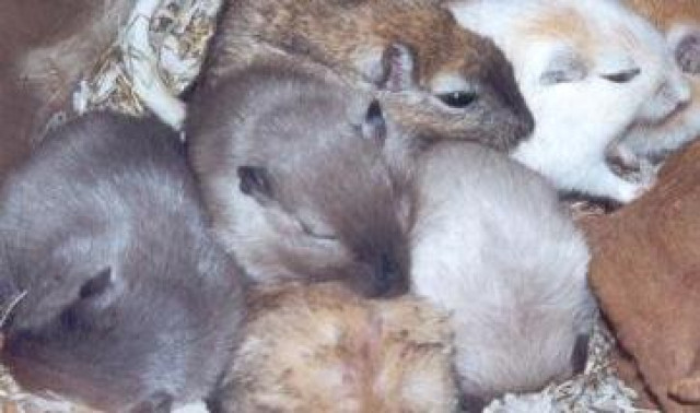 Rennmaus, Rennmäuse, Wüstennrennmäuse, Gerbil, Gerbils - Tiere - Rheine