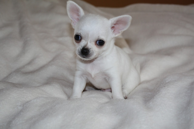 Seltenheit !Schneeweißer reinrassiger Chihuahua Welpe+Ahnentafel+EU-Pass+Papiere - Tiere - bretten