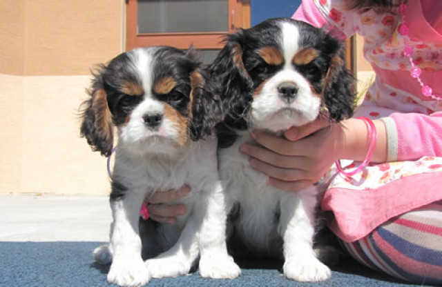 Cavalier King Charles spaniel mit FCI Papiere - Tiere - Trakovice SK