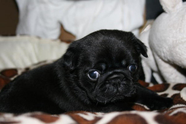 Reinrassiger Schwarzer Mops zum decken bereit - Tiere - Cottbus Sachsendorf