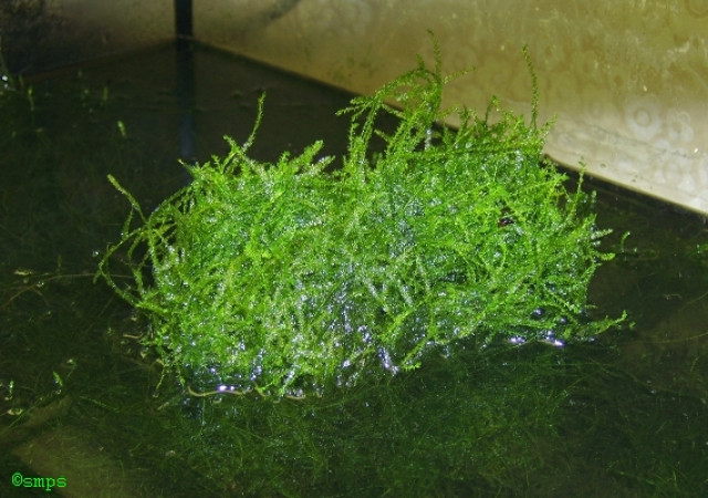 Java - Moos V. dubyana für Aquarien & Terrarien Große Portiones ! - Tiere - Gartz/O.