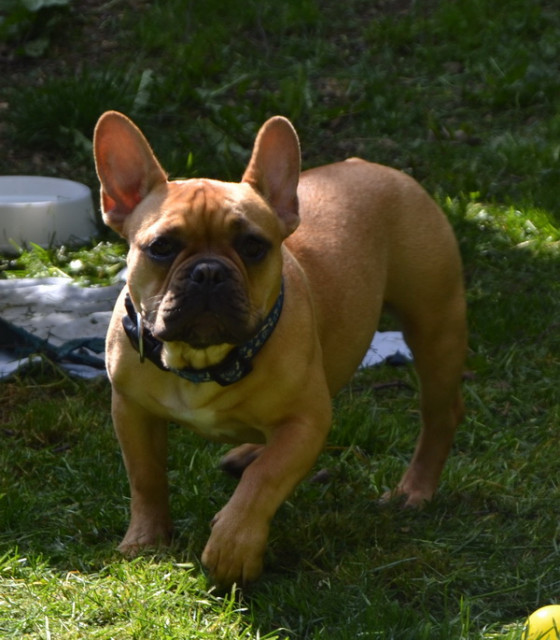 Französischer Bulldoggen Rüde in Red-fawn mit Pap. - Tiere - frankfurt
