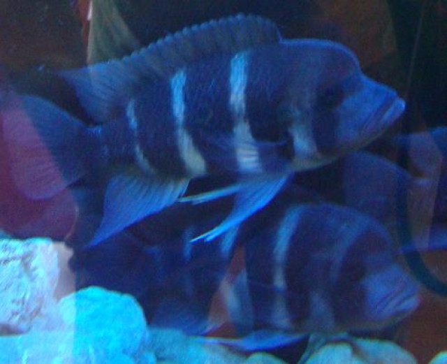 Cyphotilapia Frontosa Burundi (Tanganjika Beulenkopf) - Tiere - Balingen