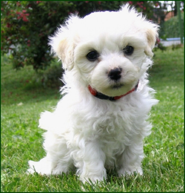 Mini Bolonka-Zwetna-Welpen ab sofort abzugeben - Tiere - Köln