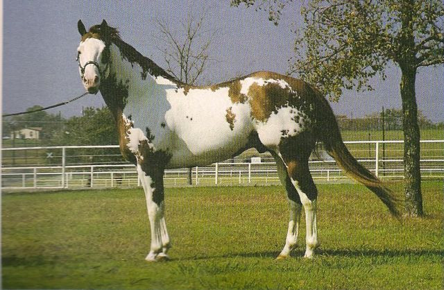 Verkaufe mein Bild von Westernheld John Wayne s Horse - Foto Film Cam Optik - Rinteln