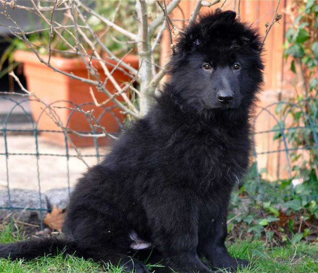 Bildschöne Altdeutsche Schäferhundwelpen - Tiere - Neuss