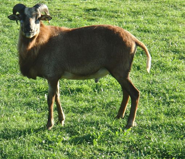 Kamarunschaf - Bock - Tiere - Igling