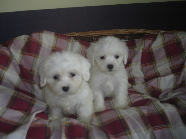 Malteser welpen - Tiere - Heilbronn