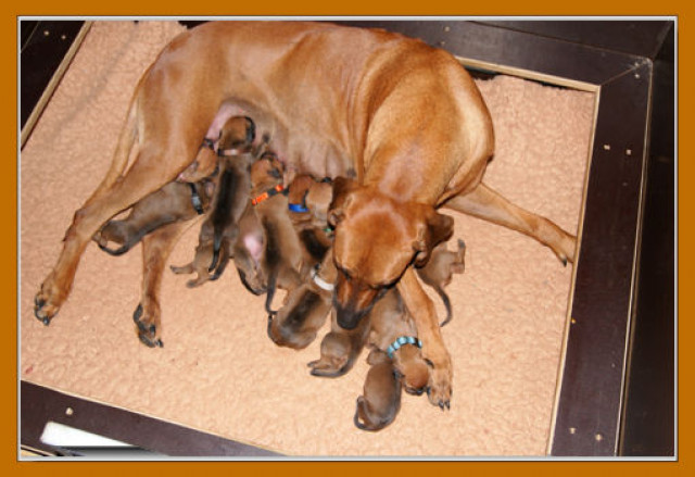 Rhodesian Ridgeback Hurra die Welpen sind da - Tiere - Salzkotten
